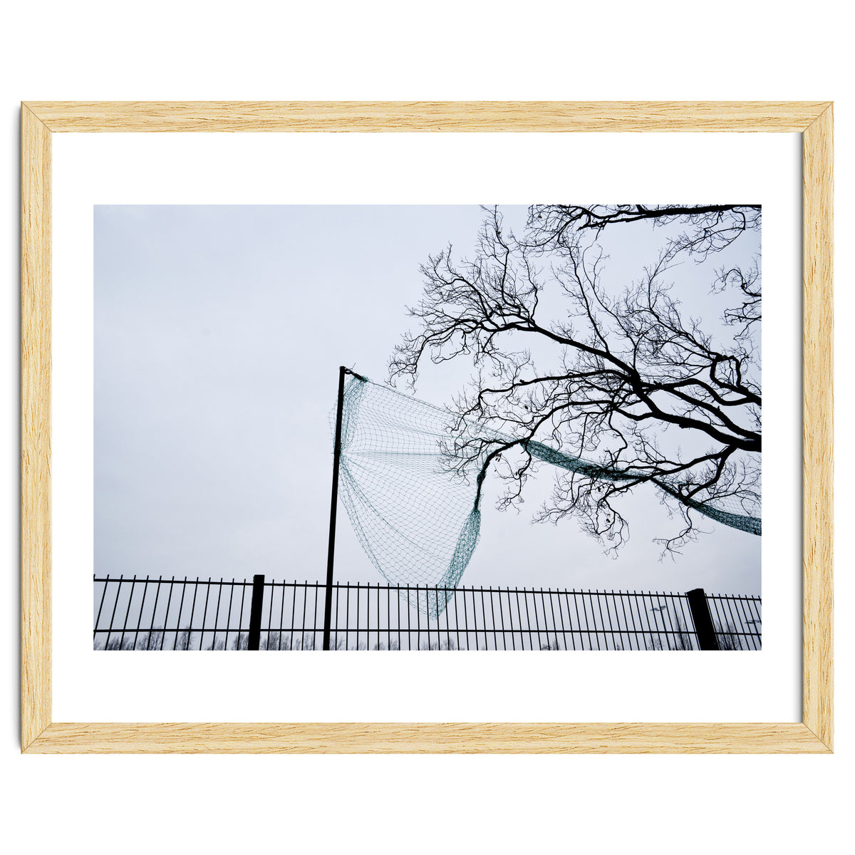 Net caught in a tree