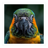 Blue And Gold Macaw Face Focused Portrait (Print Only) thumbnail