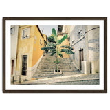 Lisbon Palm Tree thumbnail