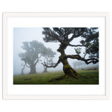 Forest queen thumbnail