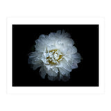 Backyard Flowers No 90 Color Version (Print Only) thumbnail