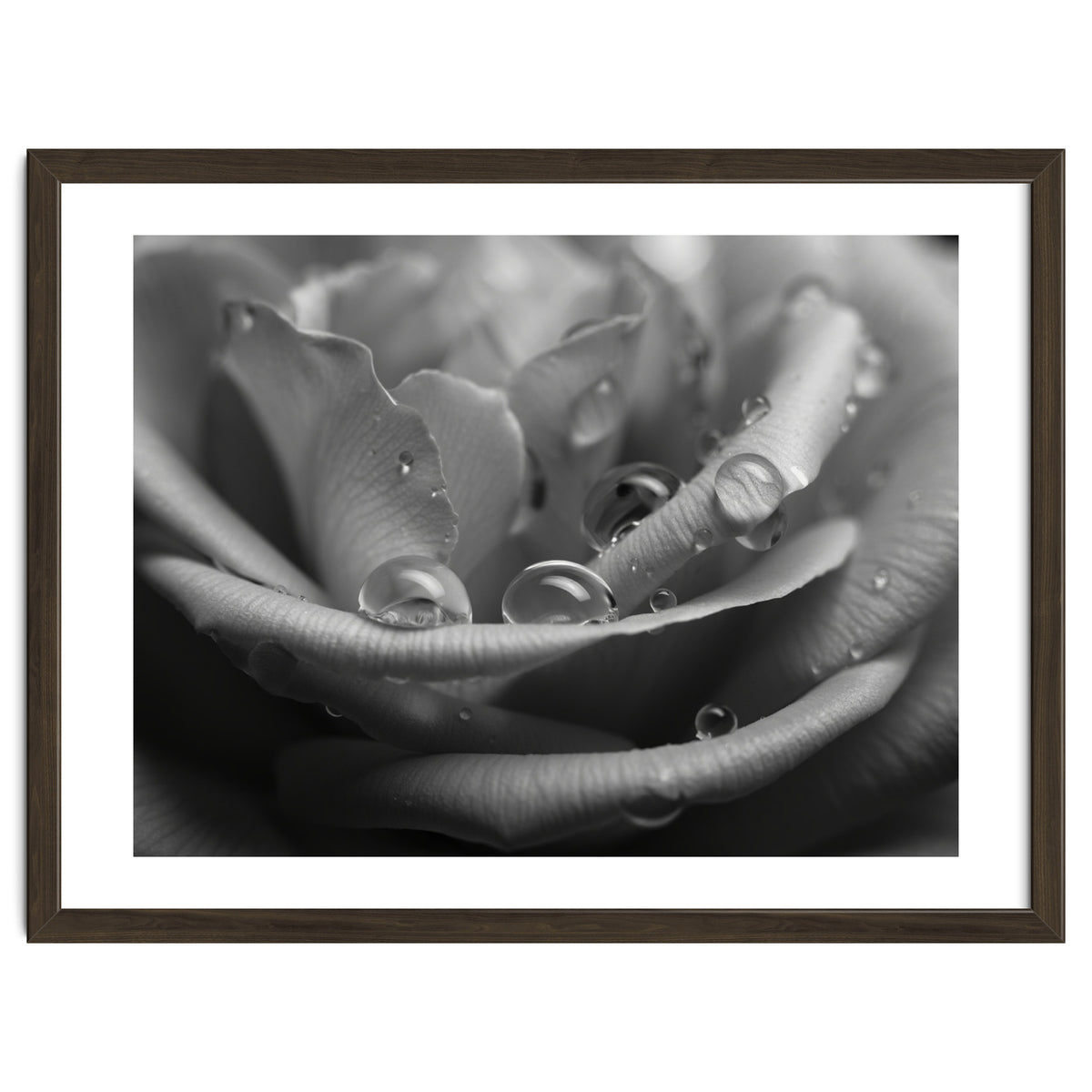 Ethereal Monochromatic Rose Petal Macro