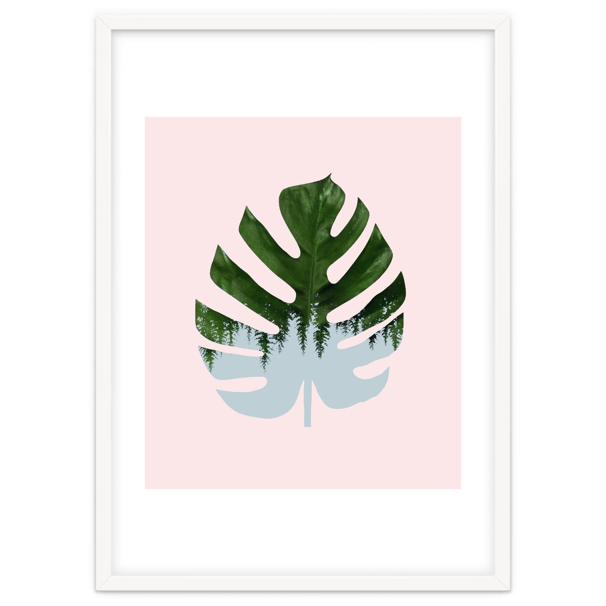 Monstera