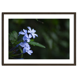 BLOSSOM. thumbnail