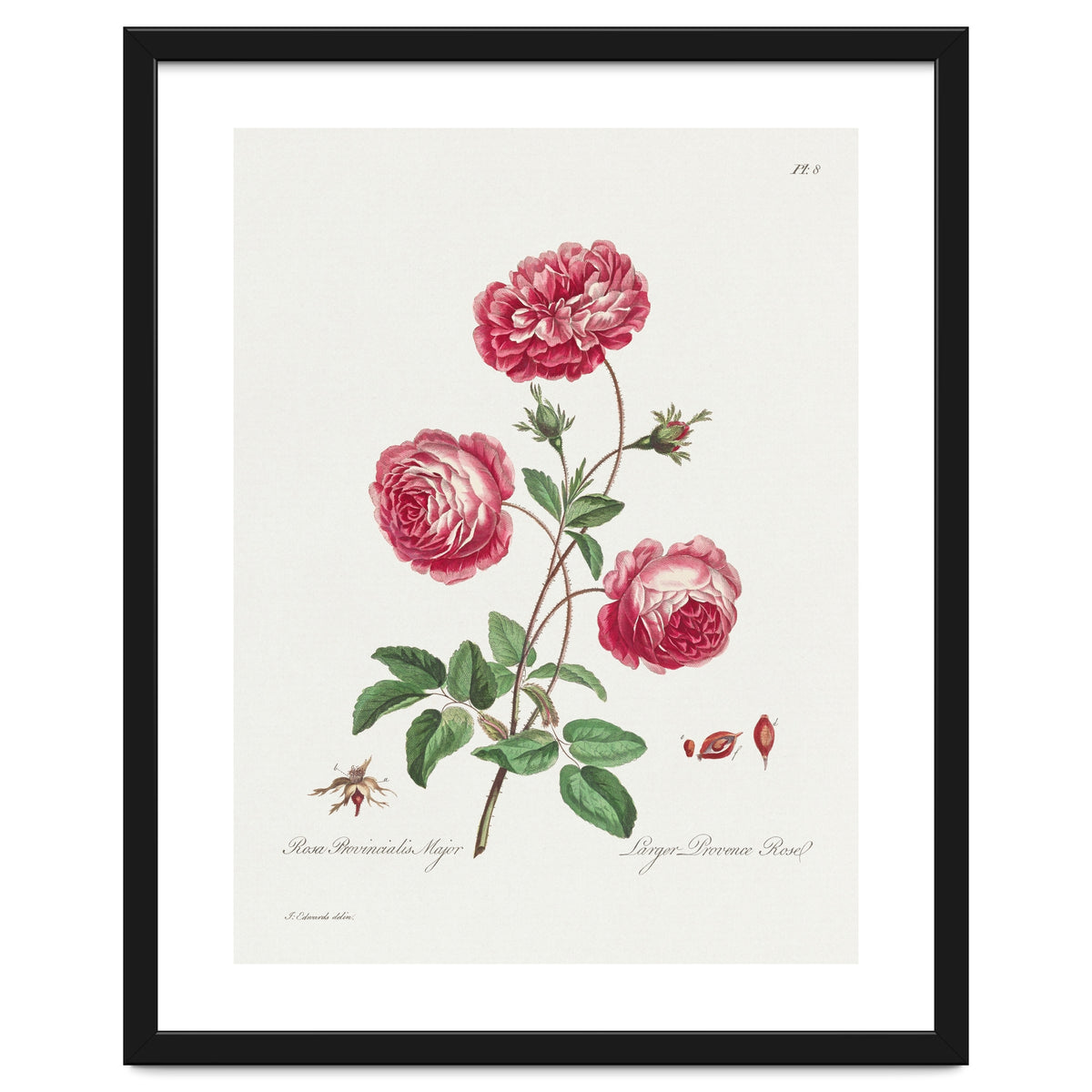 John Edwards – Larger Provence Rose (1770–1775)