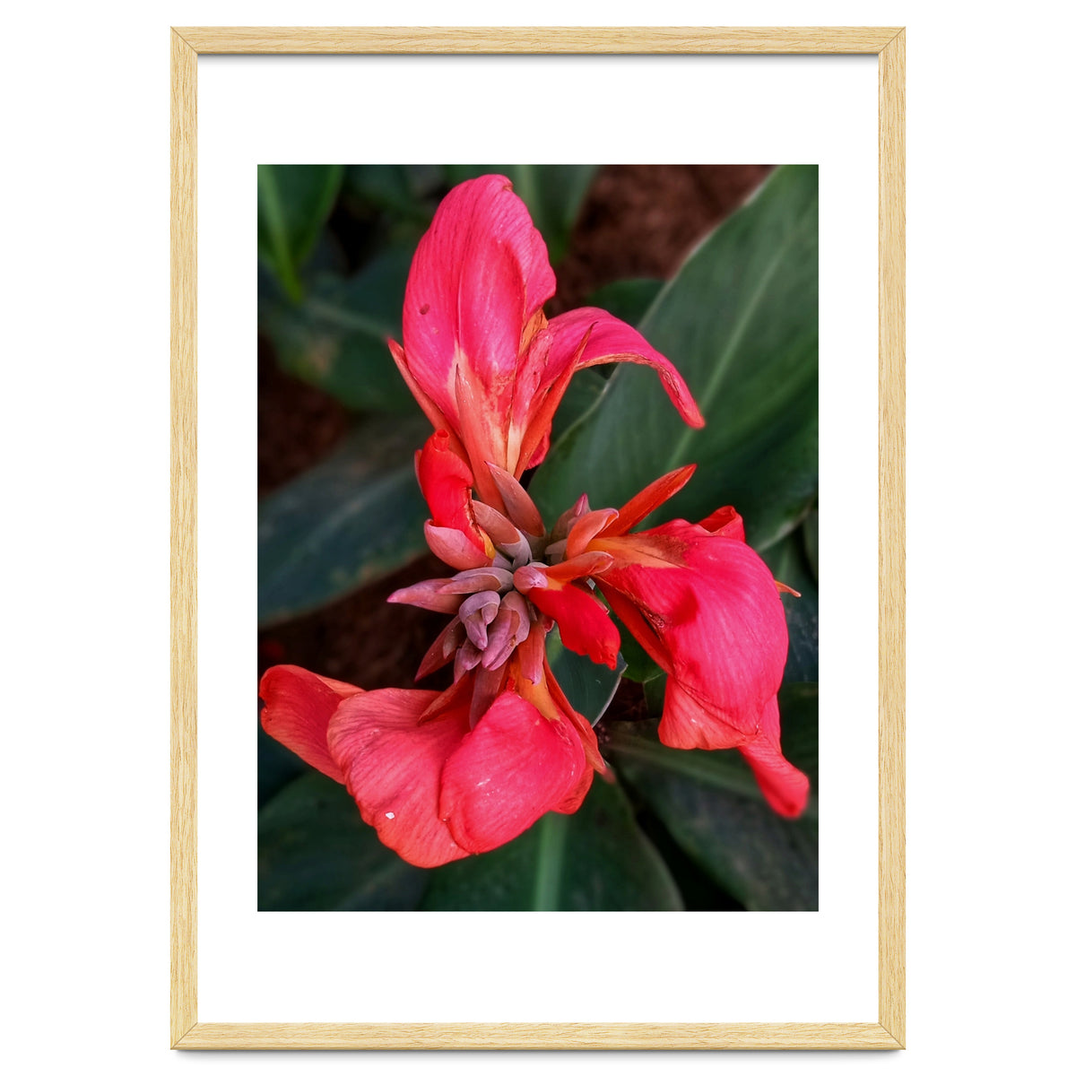 Red Indian Shot Flower