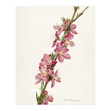 Royal Charles Steadman – Peach (Prunus persica) (1924) (Print Only) thumbnail
