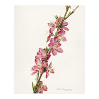 Royal Charles Steadman – Peach (Prunus persica) (1924) (Print Only)