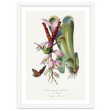 Paul Gervais – Hummingbird Painting (1842) thumbnail