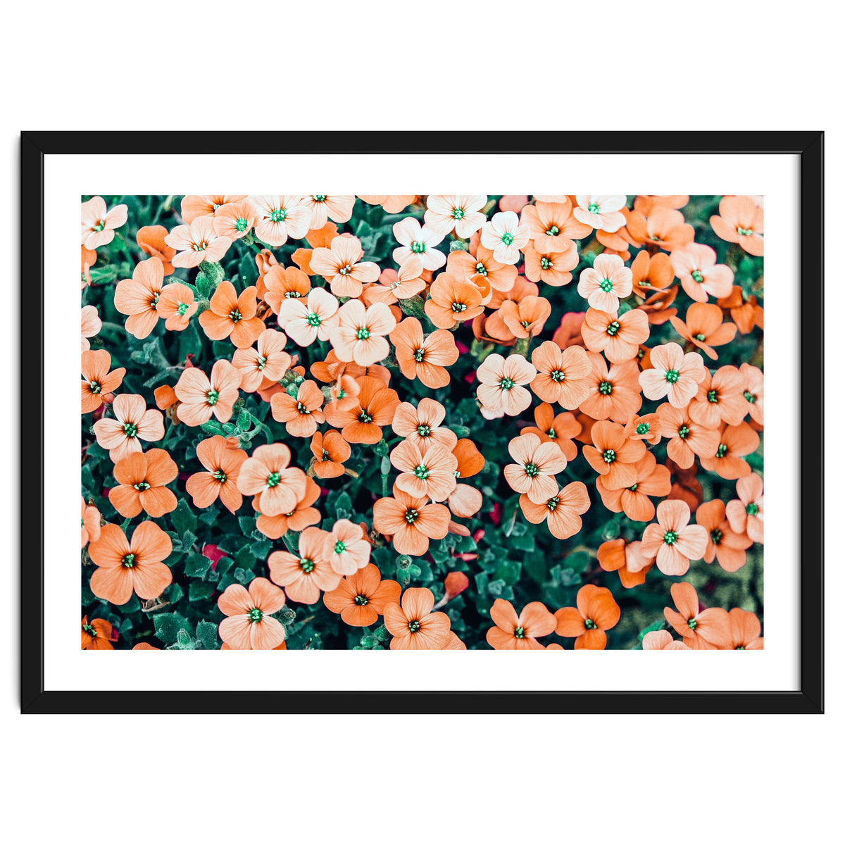 Floral Bliss, Nature Photography Garden Meadow, Blush Orange Coral Summer Flowers Botanical