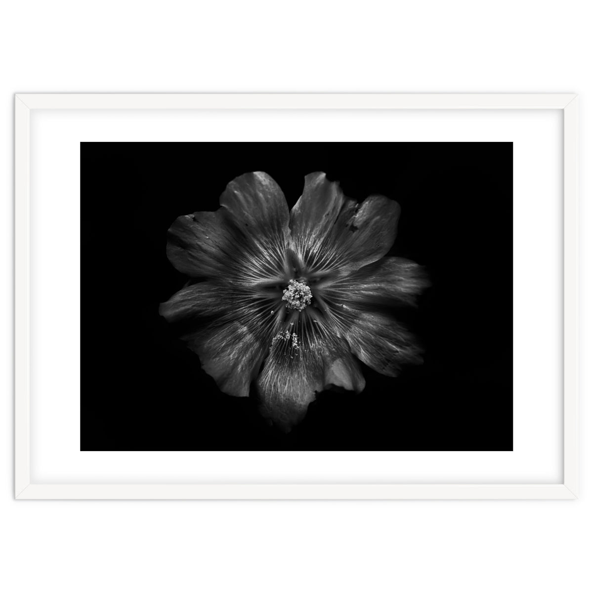 Backyard Flowers In Black And White 22