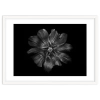 Backyard Flowers In Black And White 22