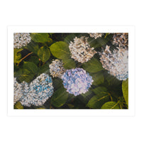 Hydrangeas | Landscape (Print Only)