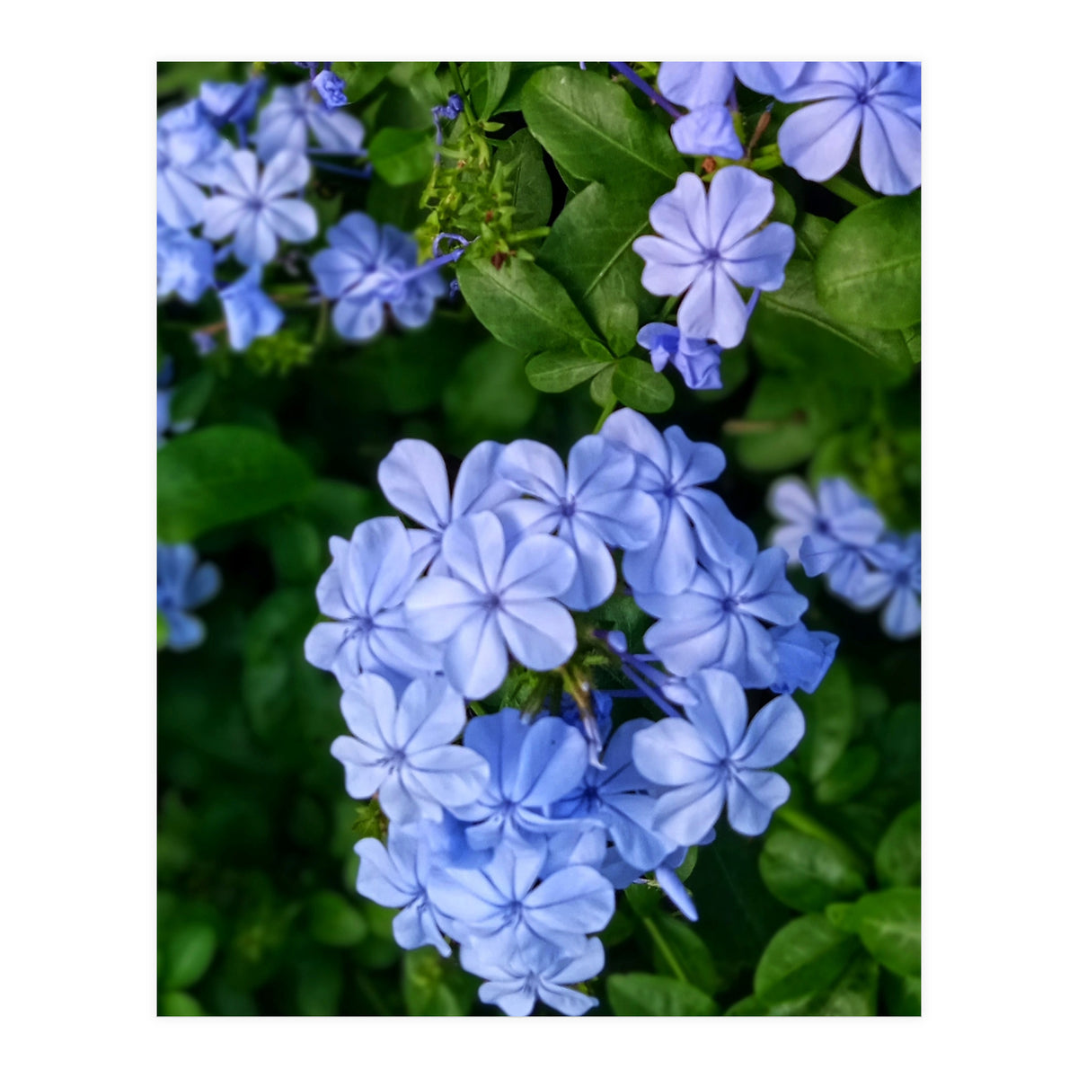 Blue Plambago Flowers (Print Only)