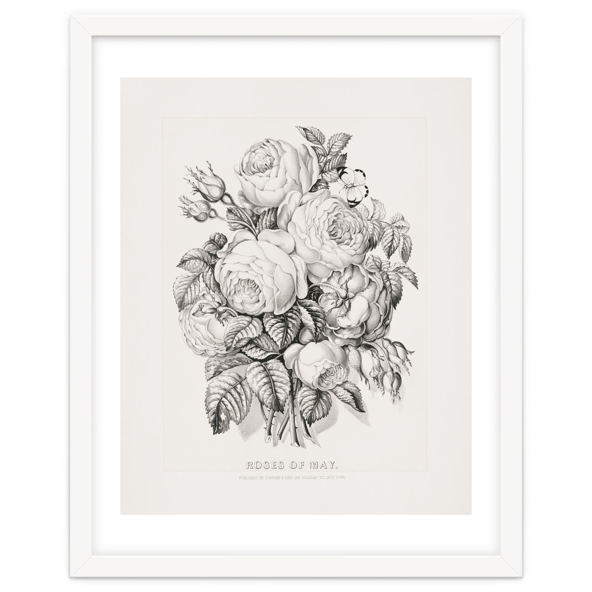 Currier & Ives – Rose of May (1870)