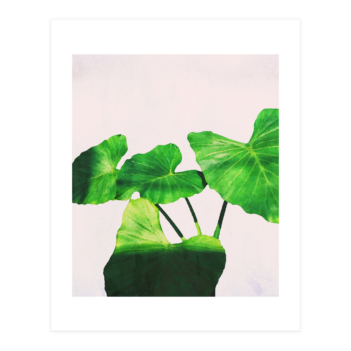 Taro Dimensionality (Print Only)