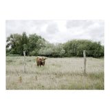 Cow in the farm (Print Only) thumbnail
