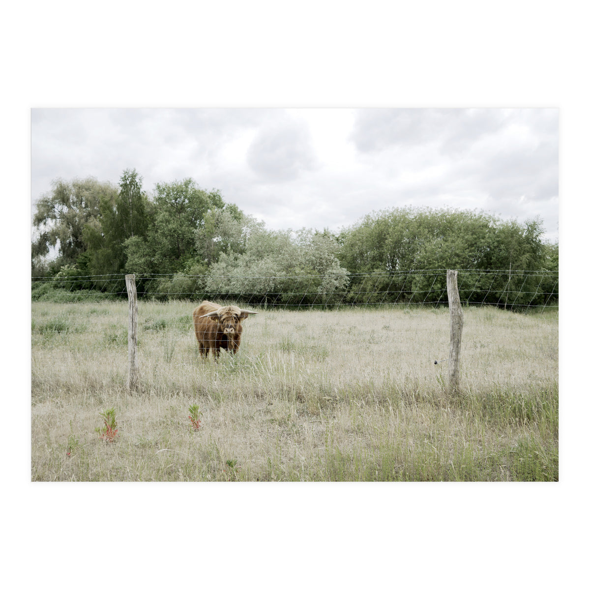 Cow in the farm (Print Only)