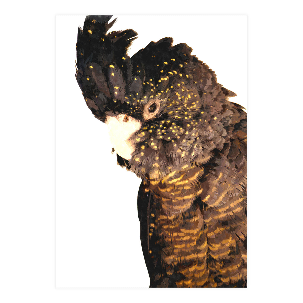 Black Cockatoo  (Print Only)