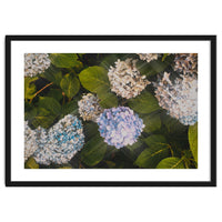 Hydrangeas | Landscape