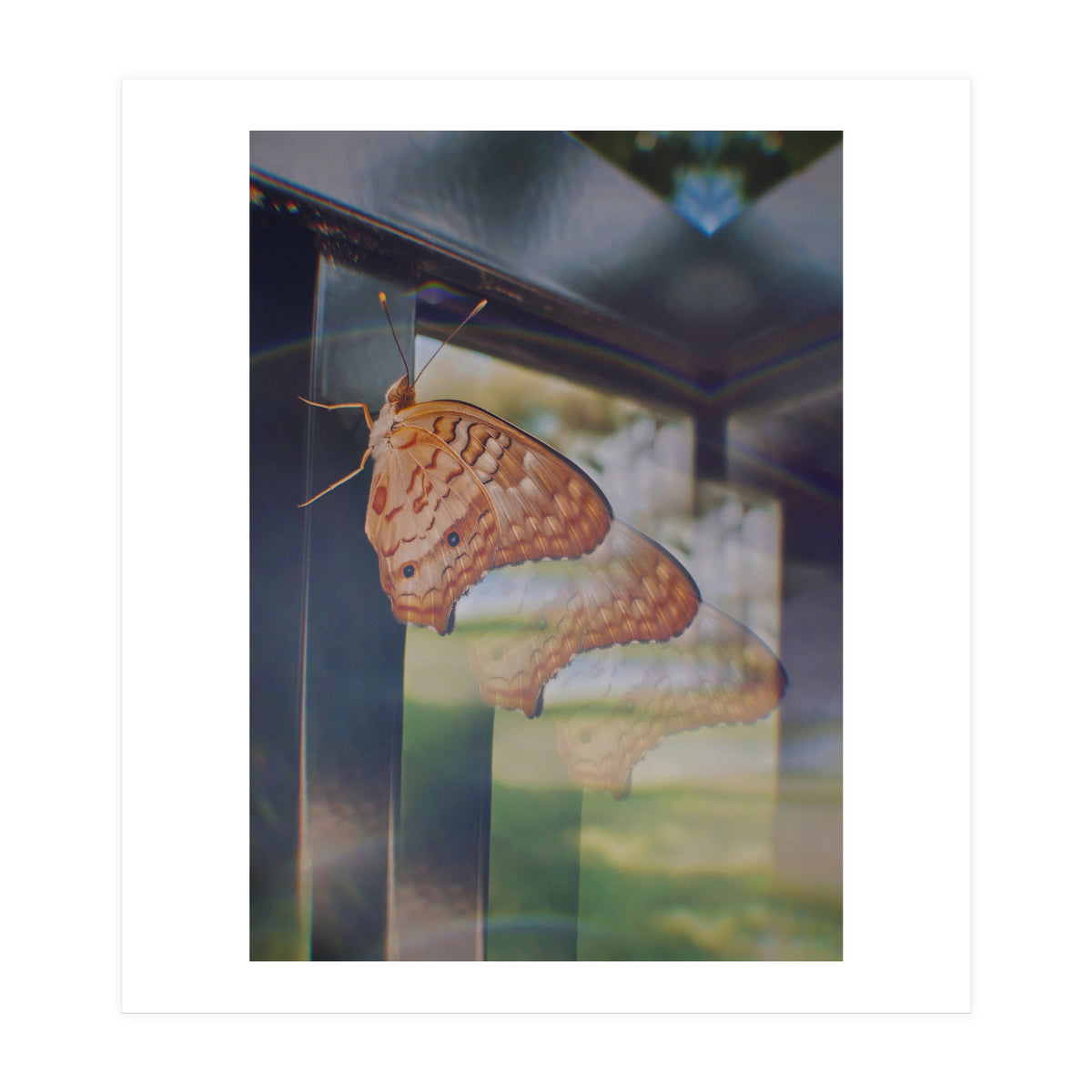 Evolving (Print Only)