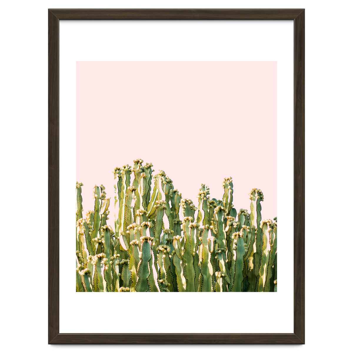 Cactus Blush #society6 #decor #buyart