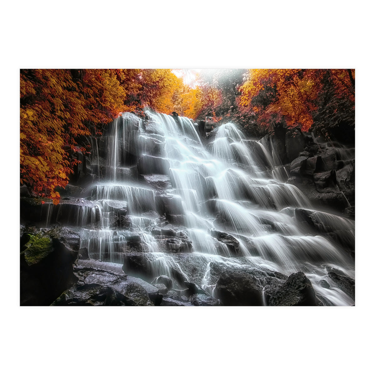 Into the woods (Print Only)