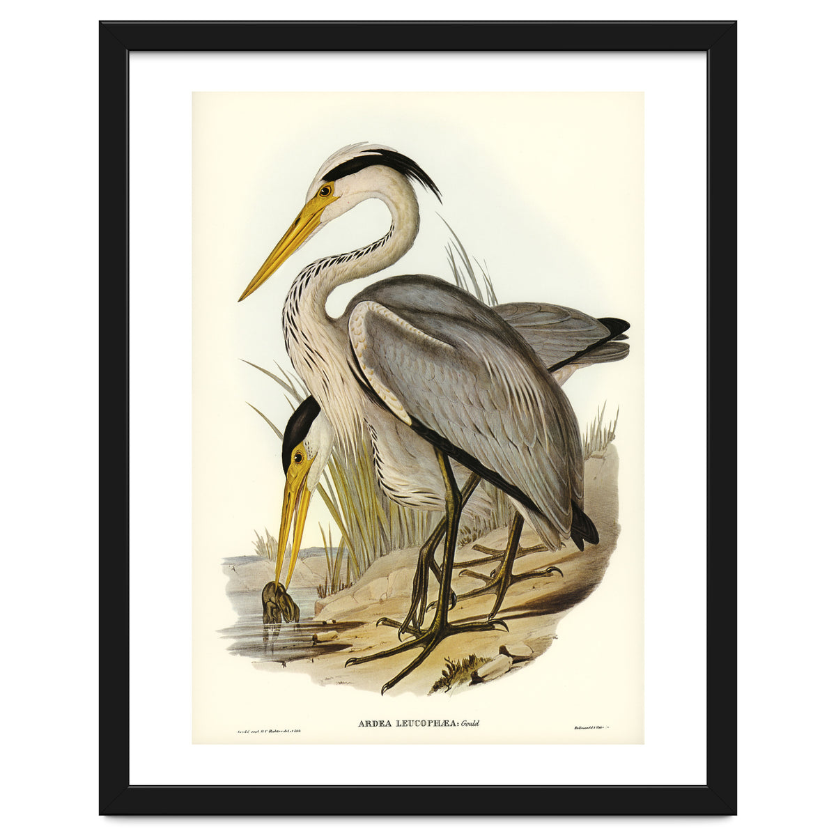 Elizabeth Gould – Great Grey Heron (Ardea leucophaea) | Birds of Australia Illustration
