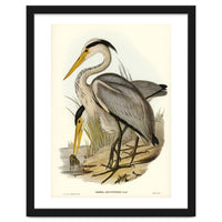Elizabeth Gould – Great Grey Heron (Ardea leucophaea) | Birds of Australia Illustration