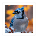 Blue Jay Bird In Winter Snowfall And Leaves (Print Only) thumbnail