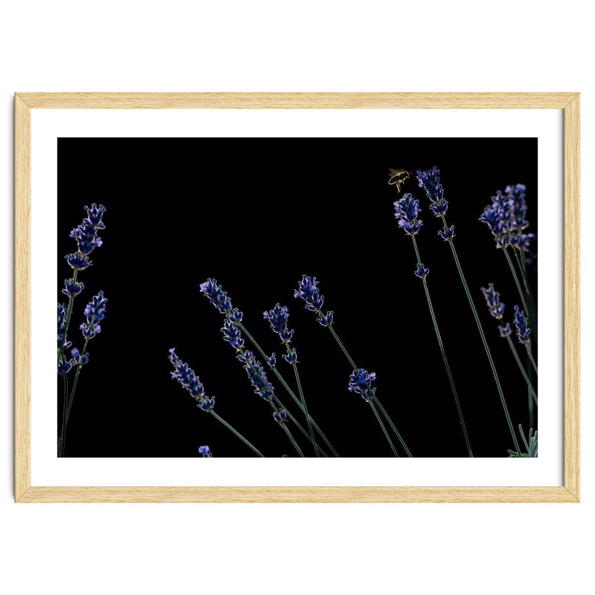 Honeybee and lavender