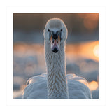 Close Up Portrait Of A Majestic Swan (Print Only) thumbnail