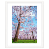 Spring in optima forma thumbnail