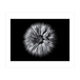 Backyard Flowers In Black And White No 10 Flow Version (Print Only) thumbnail