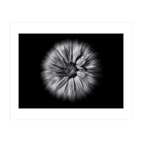 Backyard Flowers In Black And White No 10 Flow Version (Print Only)