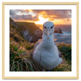 Albatross Bird On Grassy Cliff At Sunset thumbnail