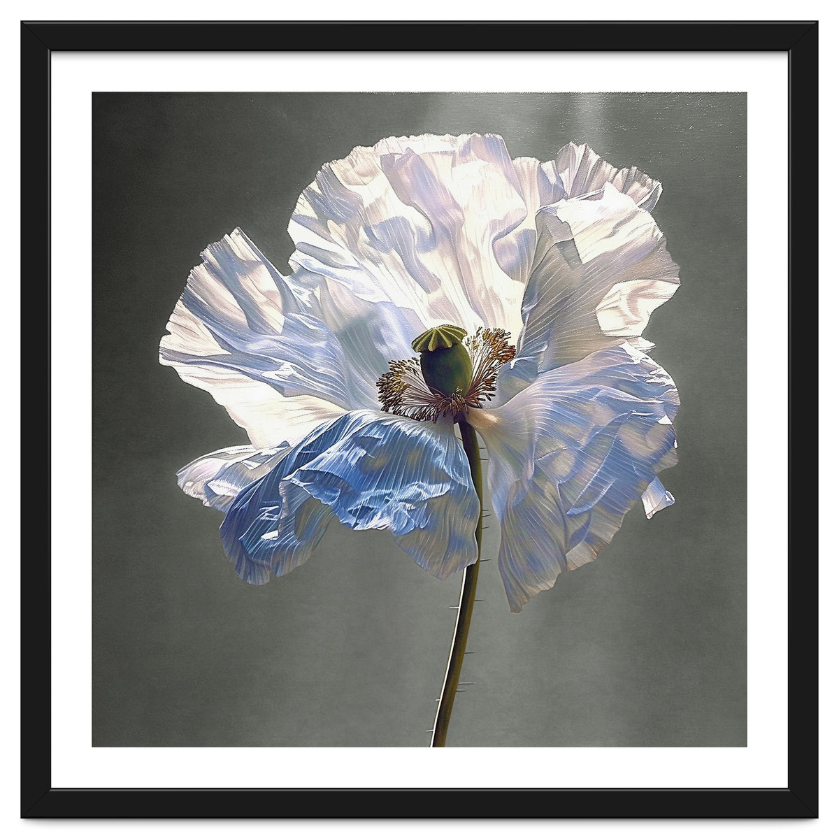 Shirley Poppy | Morning Silk