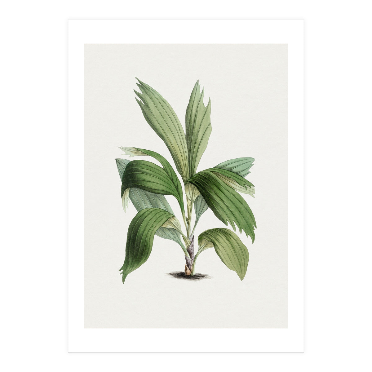 Areca Palm (Hand Drawn Botanical Illustration) (Print Only)