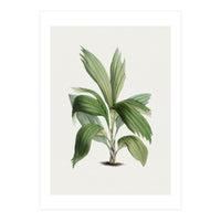 Areca Palm (Hand Drawn Botanical Illustration) (Print Only)