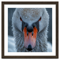 Close Up Of A Swan's Face With Water Droplets