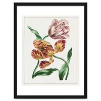 John Edwards – Various Tulips (1791)