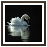 Elegant Swan Floating Gracefully On Dark Water thumbnail