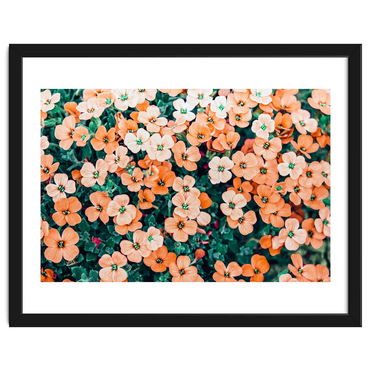 Floral Bliss, Nature Photography Garden Meadow, Blush Orange Coral Summer Flowers Botanical