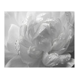 Ethereal Monochromatic Peony Petal Macro (Print Only) thumbnail