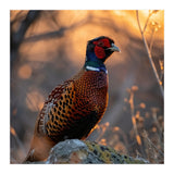 Pheasant Bird Standing On Rock Sunrise Light (Print Only) thumbnail