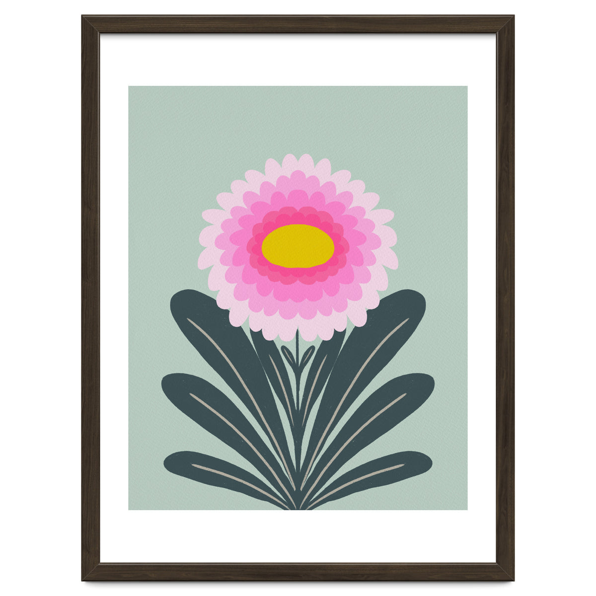 Chrysanthemum - turquoise and pink