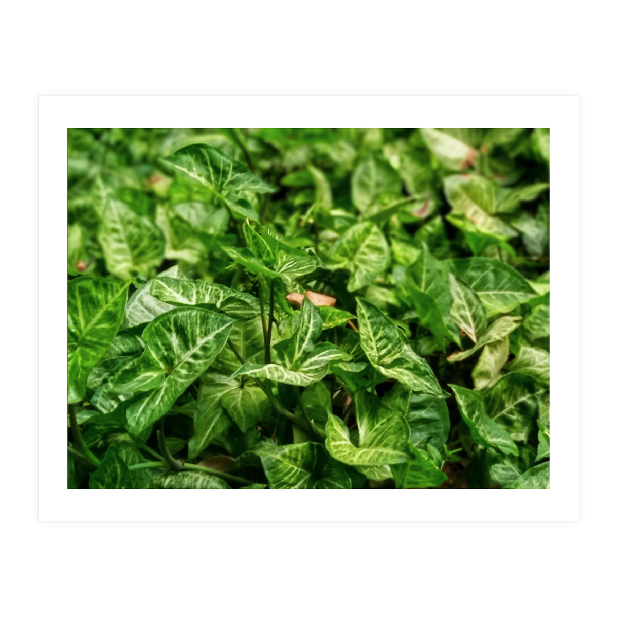 Green Arrow Head Plant Leaves (Print Only)