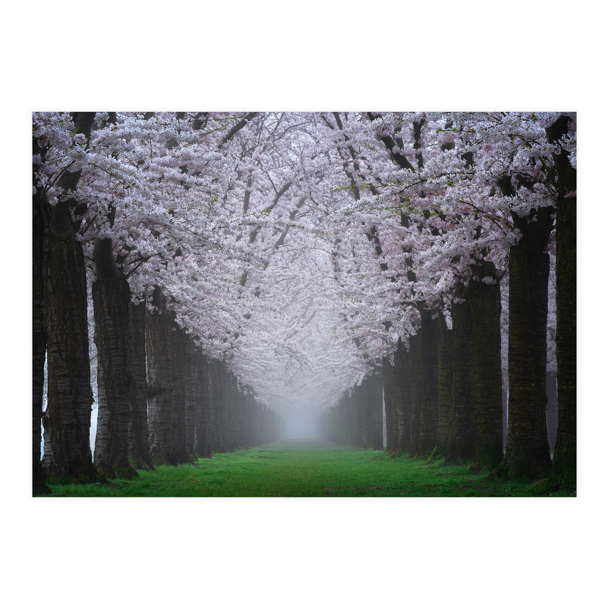 Cherry trees in the fog (Print Only)