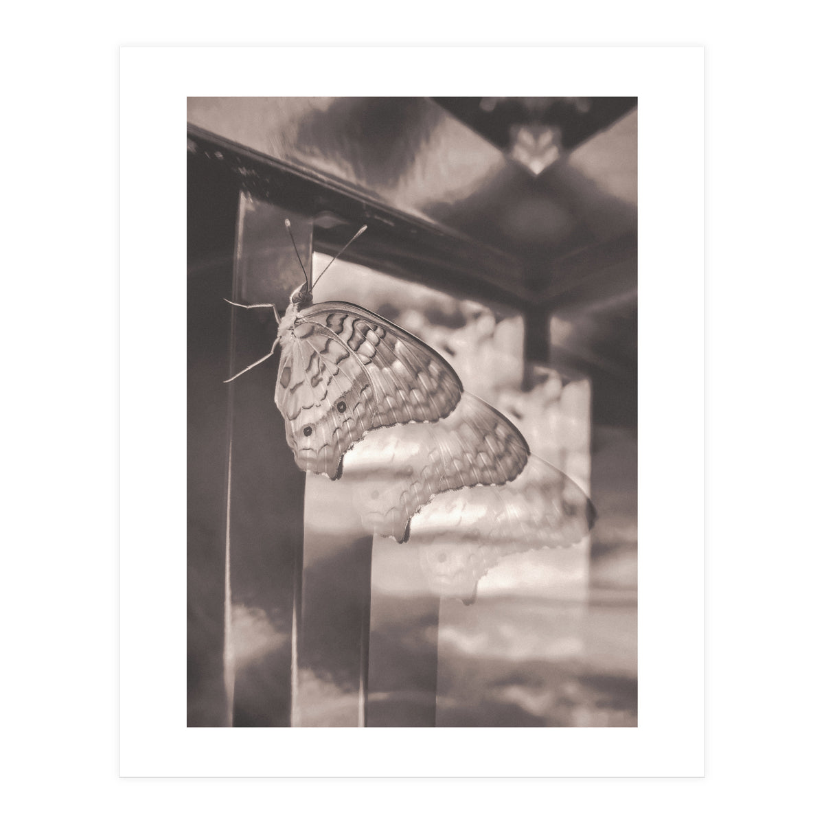 Evolving | Sepia (Print Only)