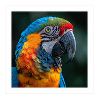 Close Up Of A Colorful Macaw Parrot (Print Only)